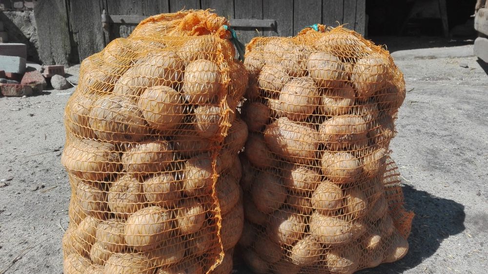 Ziemniaki  młode Denar, Jurek