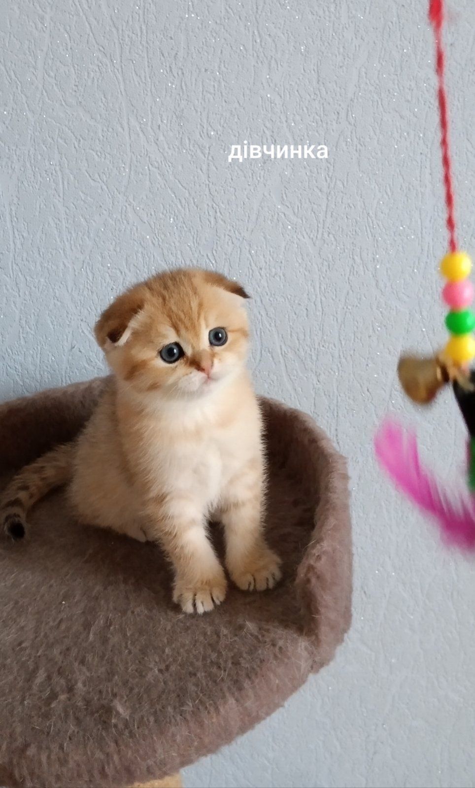 Золота шиншилла scottish fold