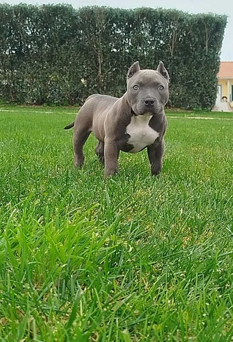American Bully Fêmea Qualidade Topo