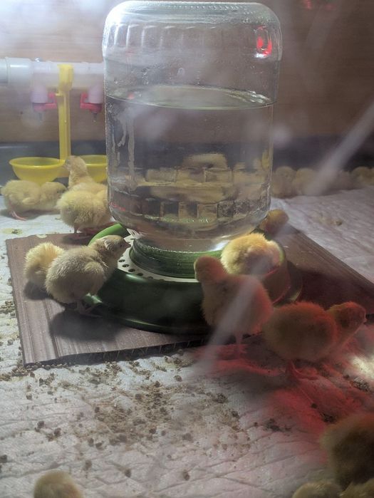 Курчата перепелiв