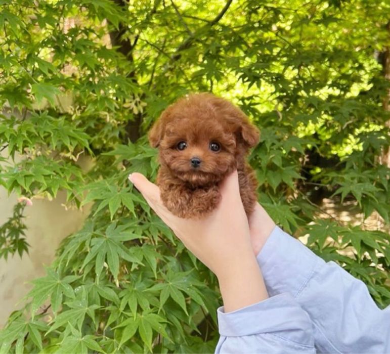 Гарні кукли міні мальтипу