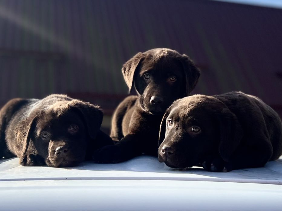 Шоколадний лабрадор