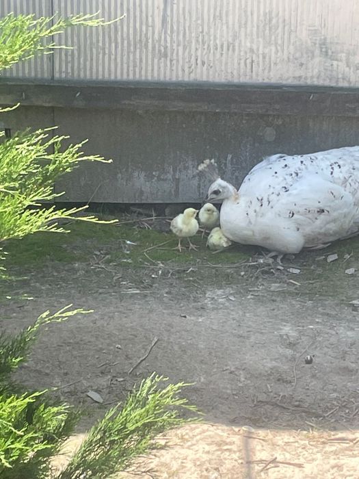 Sprzedam pawie czarnoskrzydle, niebieskie