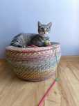 Kocurek Filemon do adopcji