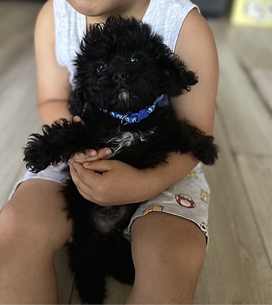 Maltipoo xs czarny