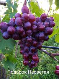 Саджанці винограду оптом, вроздріб, черенки столових, технічних сортів