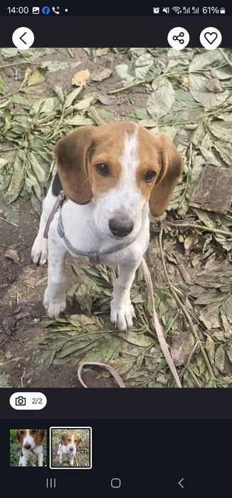 Щенок  Естонська гонча  цуценя