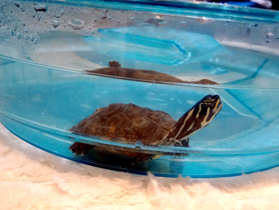 Sprzedam Żółwia Wodno Lądowy Hieroglifowy+ Basen + Karma