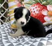Piesek Border Collie czarno biały
