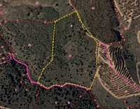 Terreno florestal de 3,7 ha :  Perais - Vila Velha de Rodão