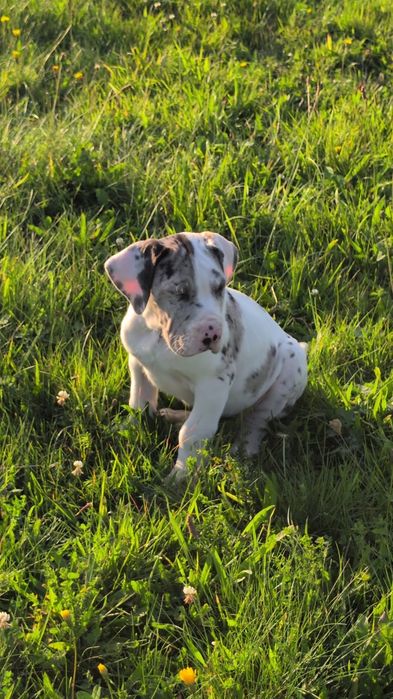 Szczeniak Dog Niemiecki