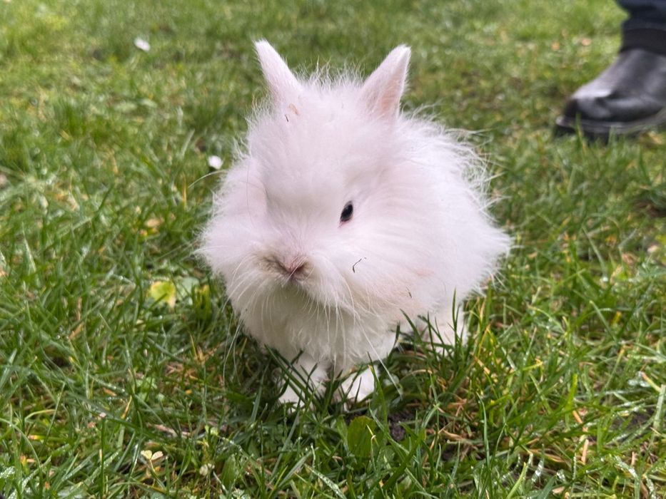 Króliczek miniaturka