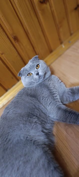 Вісловухий шотландець чекає на кішку