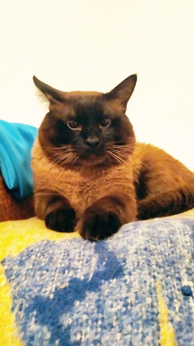 Сиамский кот Филимон  приглашает породистых кошек на вязку