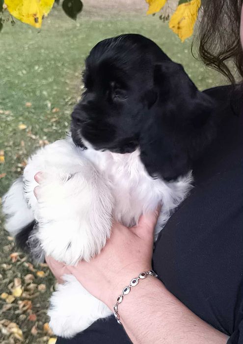 Amerykański cocker spaniel