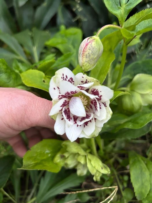 Морозник кущі , чемерник