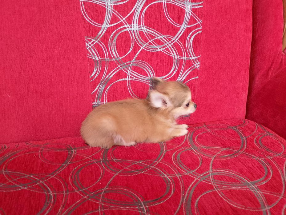 Chihuahua szczeniak suczka