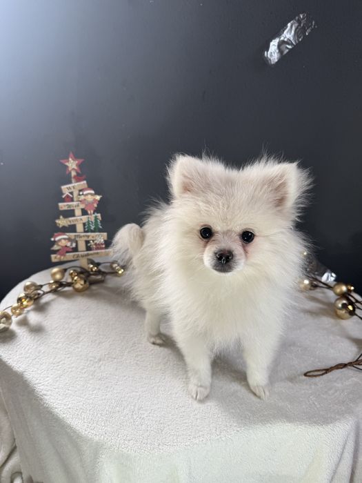 Spitz alemão Fofinha e Branquinha como a Neve