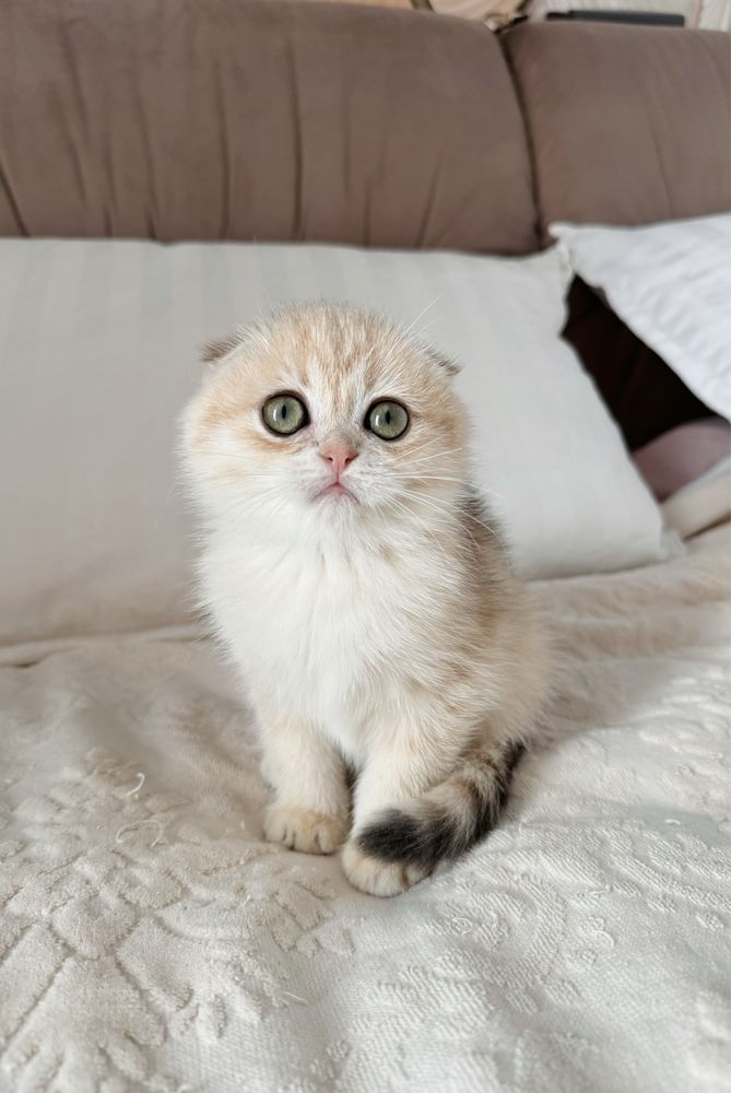 Котобанда шотландських золотих шишилл