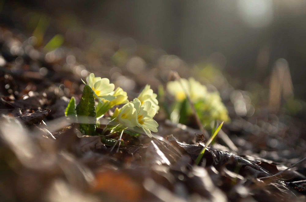 NEW Viltrox 50mm f2.0 air для NIKON Z 50 мм f2 1.8 Fullframe af 55