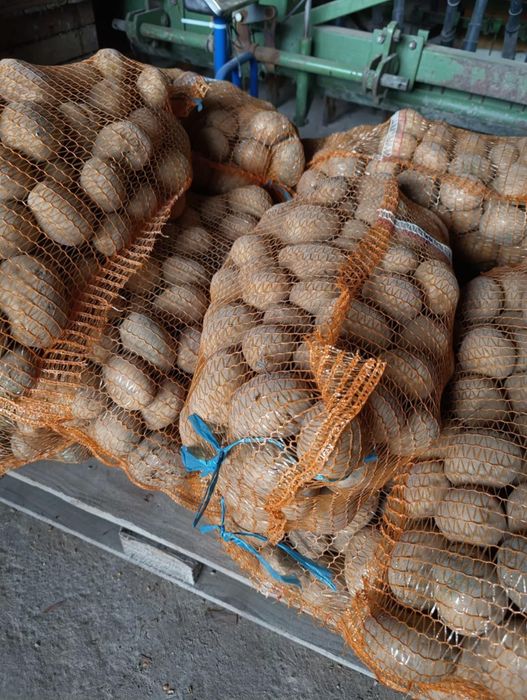 Ziemniaki odmiana Lord