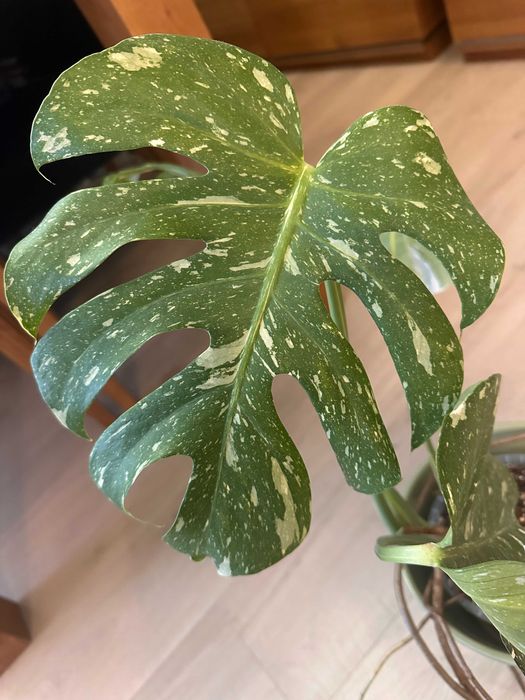 Roślina, Kwiat domowy Monstera Thai Constellation, Tajka