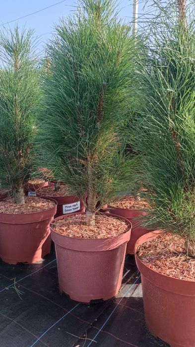 Сосна чорна Грін Тауер