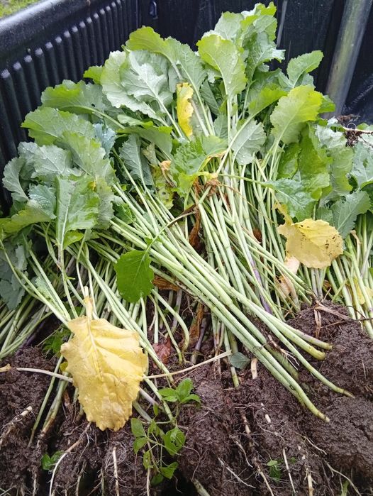 Couve nabiça para plantar