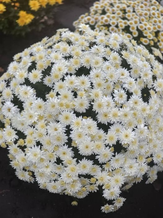 Хризантеми різних сортів