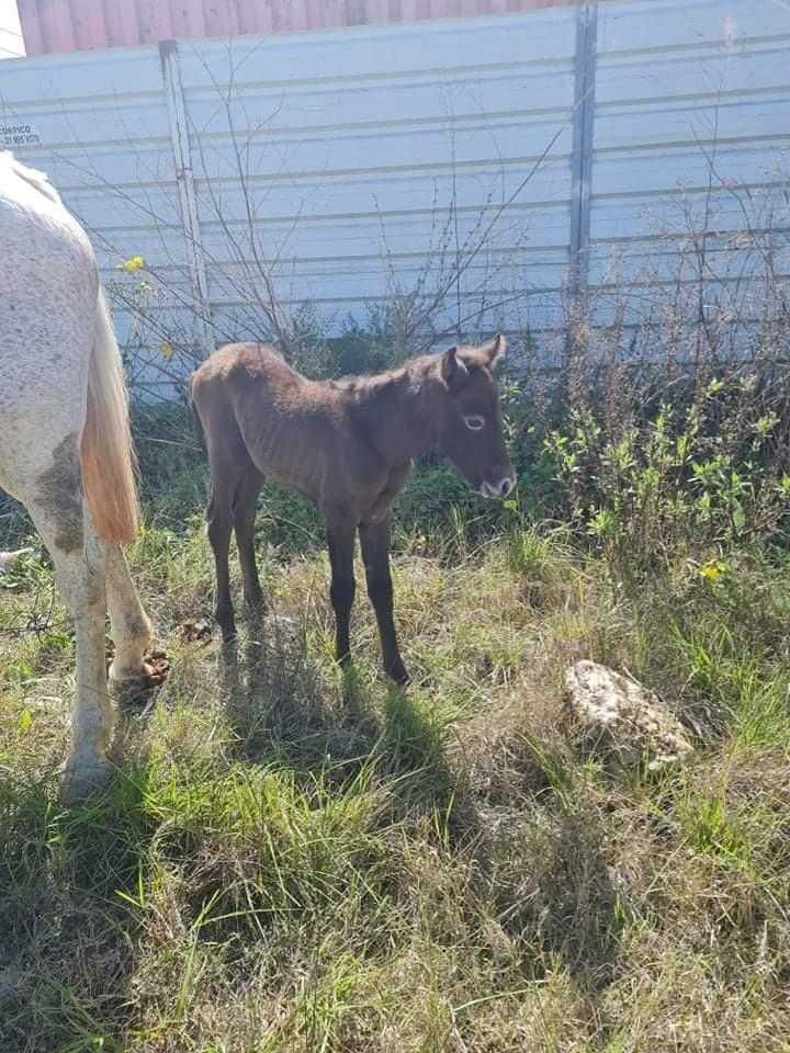 Mae e filha poldra com 10 dias