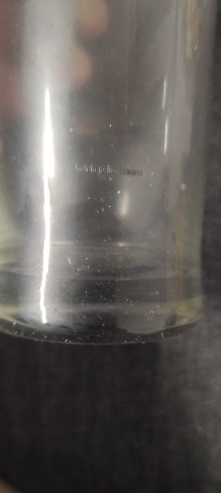 Limitowana kolekcja termoszklanek pokale Żywiec Bosman