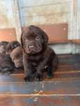 Vende-se Cachorro Retriever do Labrador com Lop e Afixo