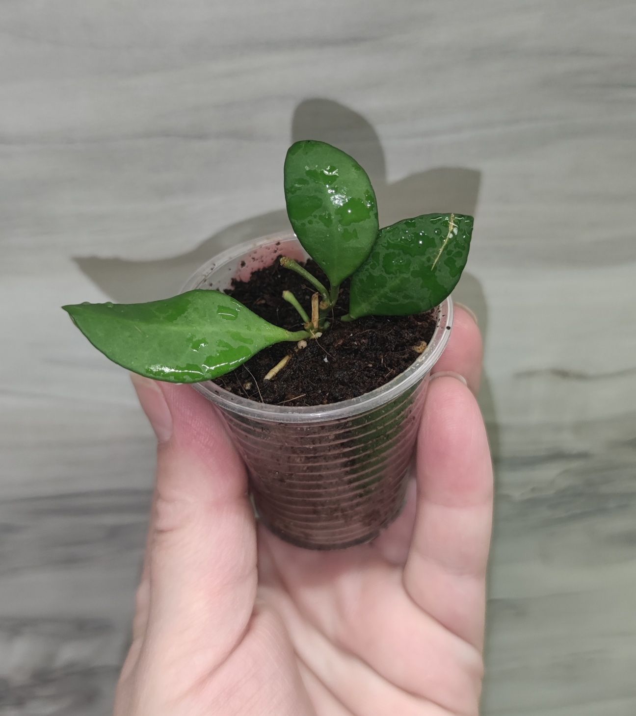 Хойя Hoya Elliptica splash, Undulata та ін.