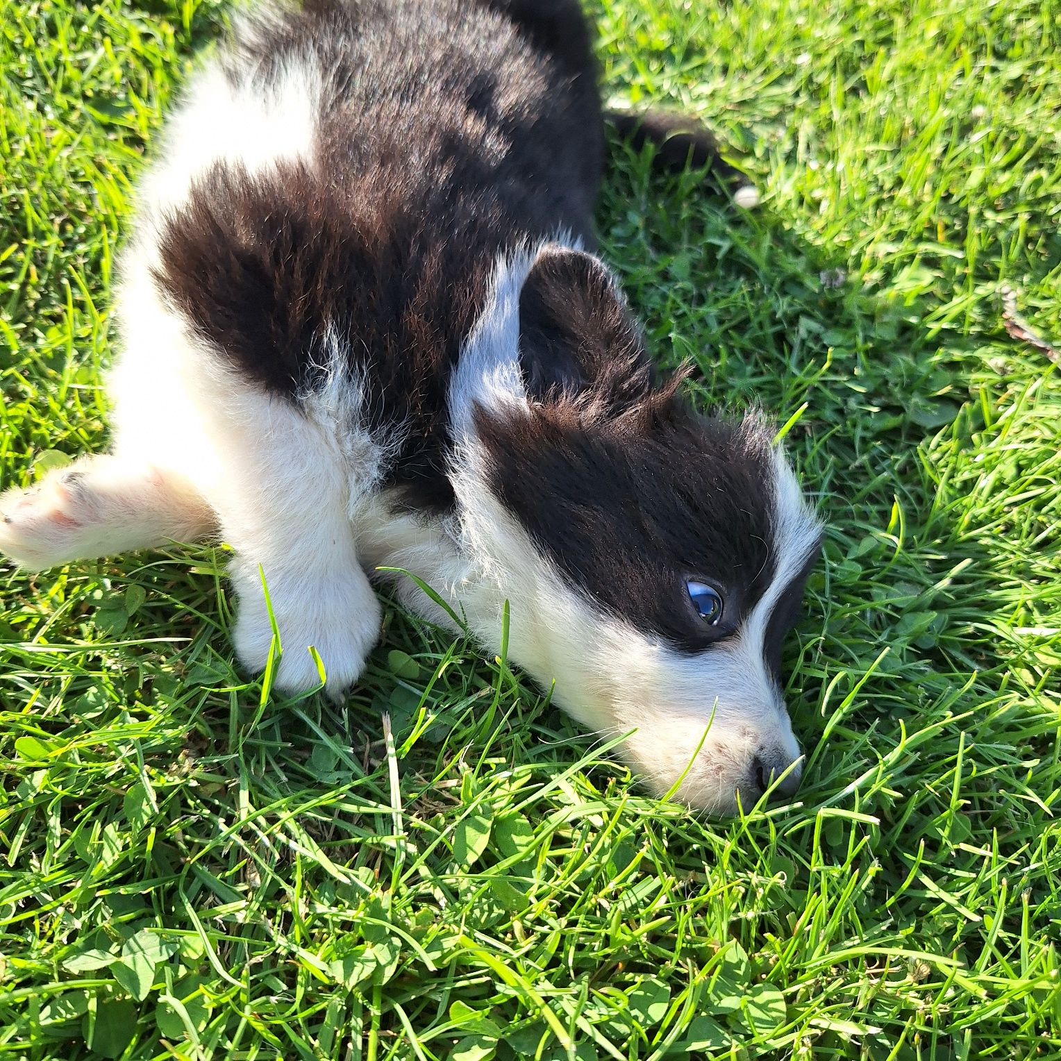 Piękna sunia border collie do odbioru