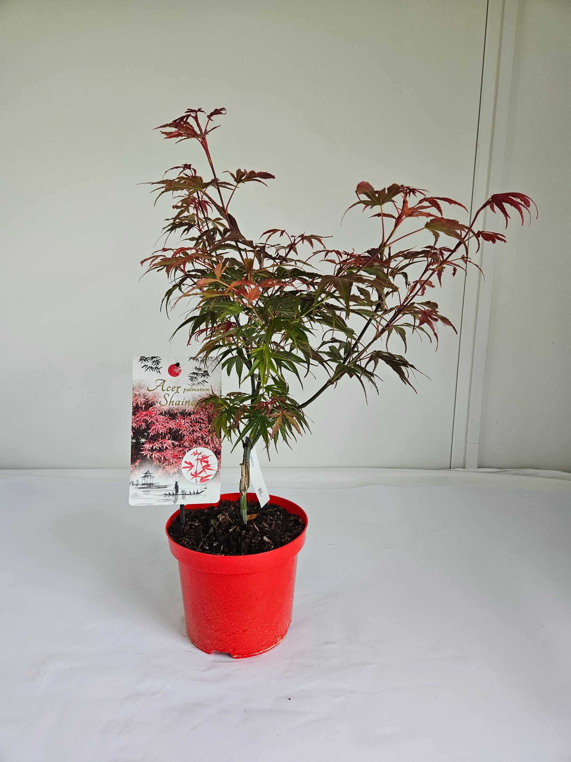 Klon palmowy 'Shaina' (Acer palmatum 'Shaina')