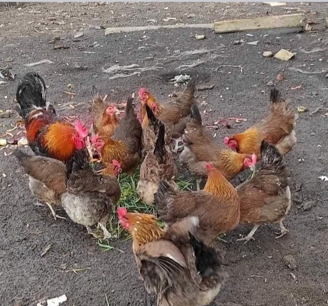 Jaja lęgowe zielononóżki kuropatwianej