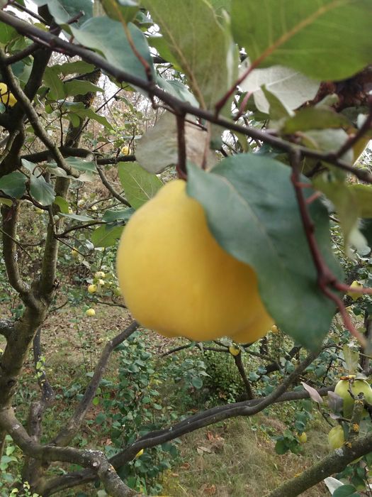 Саженцы морозостойкой крупной айвы.