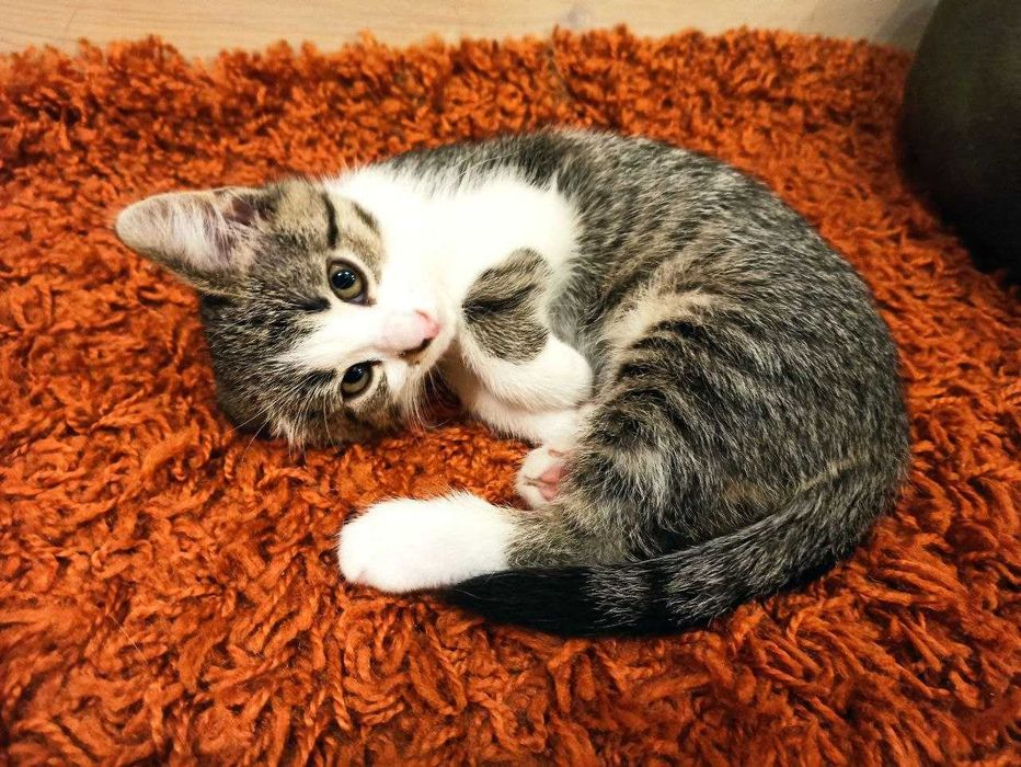 Котята ищут дом, мальчик и девочка (2 месяца)