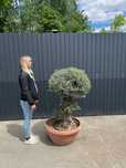 Oliwka Europejska, Drzewo Oliwne Bonsai 150cm