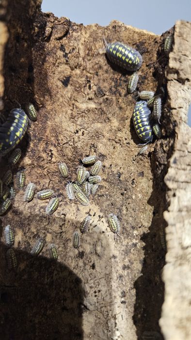 Isopody Armadillidium Gestroi - ekipa sprzątająca