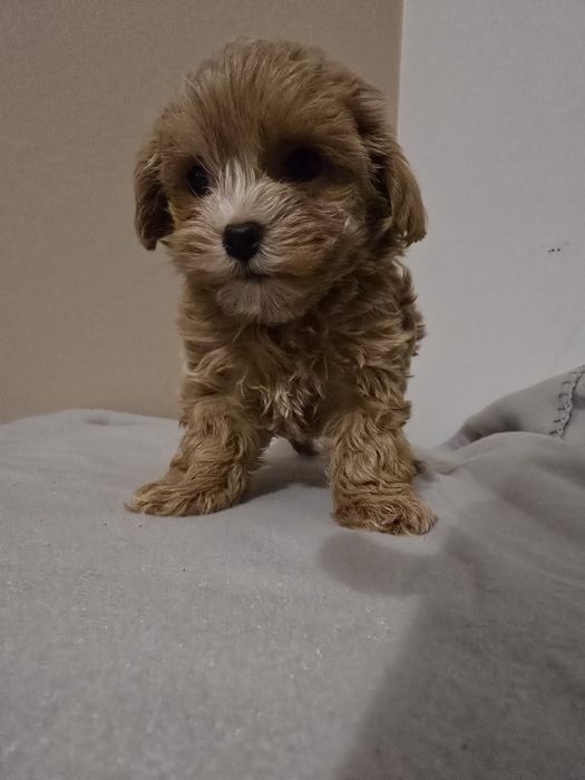 Maltipoo mini chlopiec samczyk maltipo