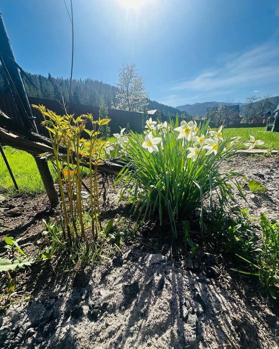 Котедж Яремче сімейний Афина