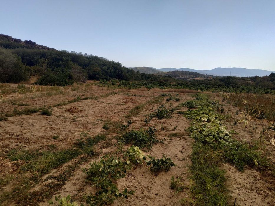 Terreno agrícola em activo.