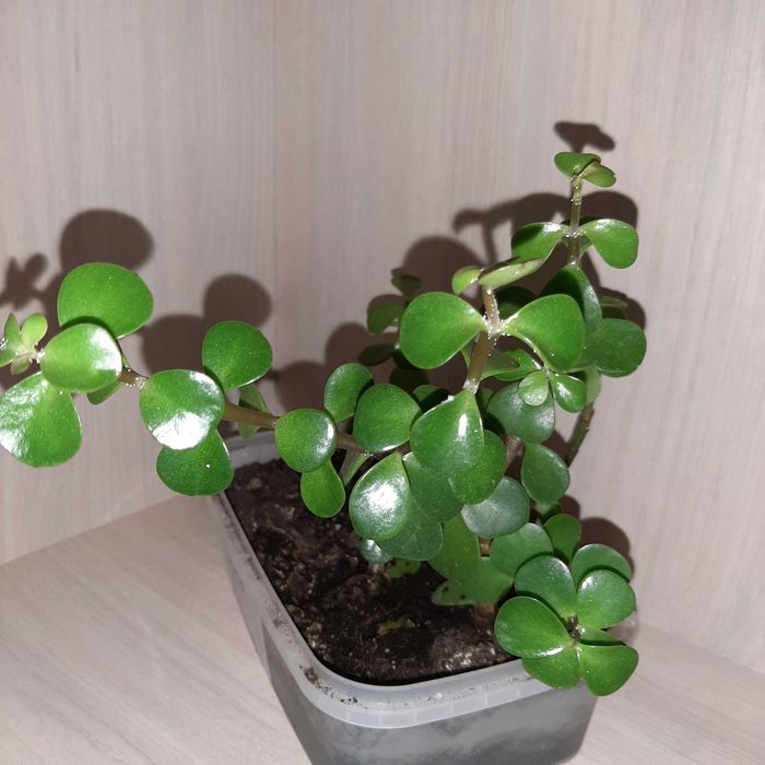 Бонсай портулакария африканская