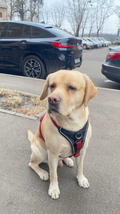 Лабрадор шукає дівчинку