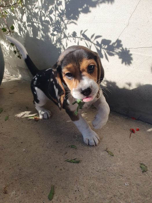 Beagle   śliczny  piesek