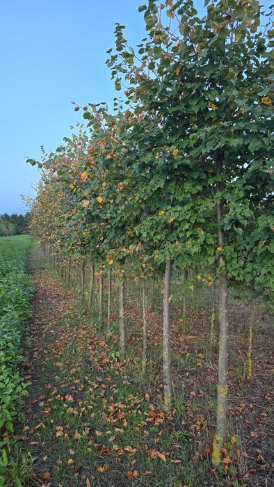 Lipa drobnolistna, szerokolistna, brabant, greenspire drzewa alejowe!