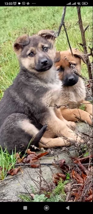 Отдам в гарні руки