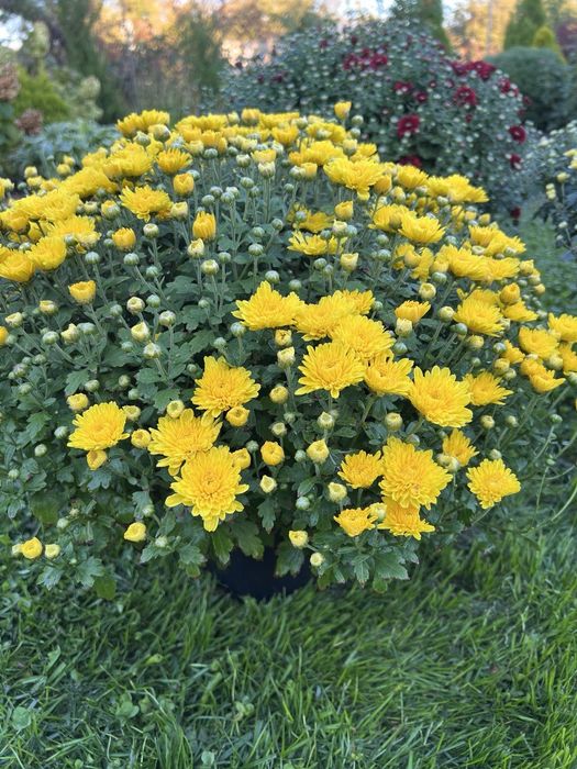 Продам хризантему у горшиках