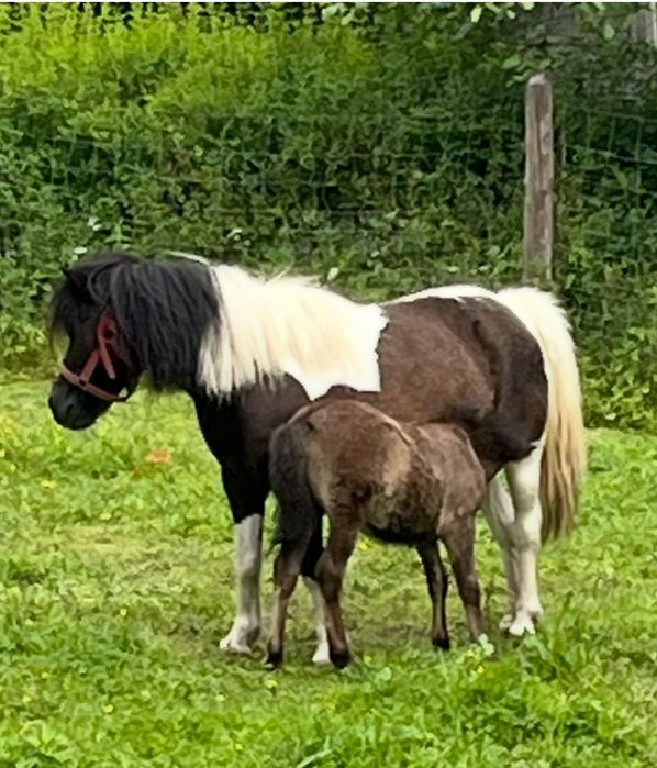Kucyk ogierek zeszłoroczny tanio